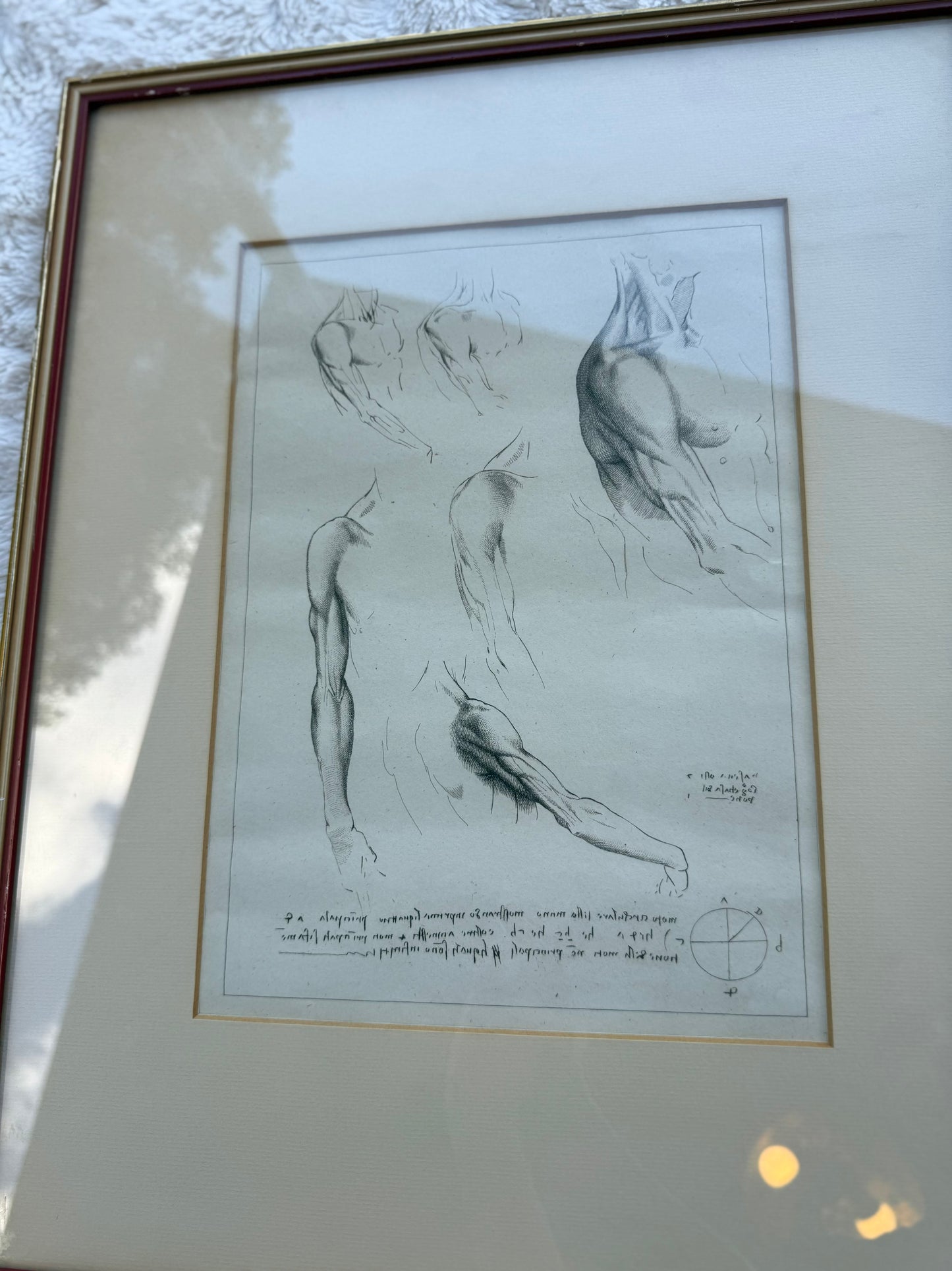 Pair of 19th-Century Anatomical Engravings After Leonardo da Vinci – Royal Collection Plates (Framed)