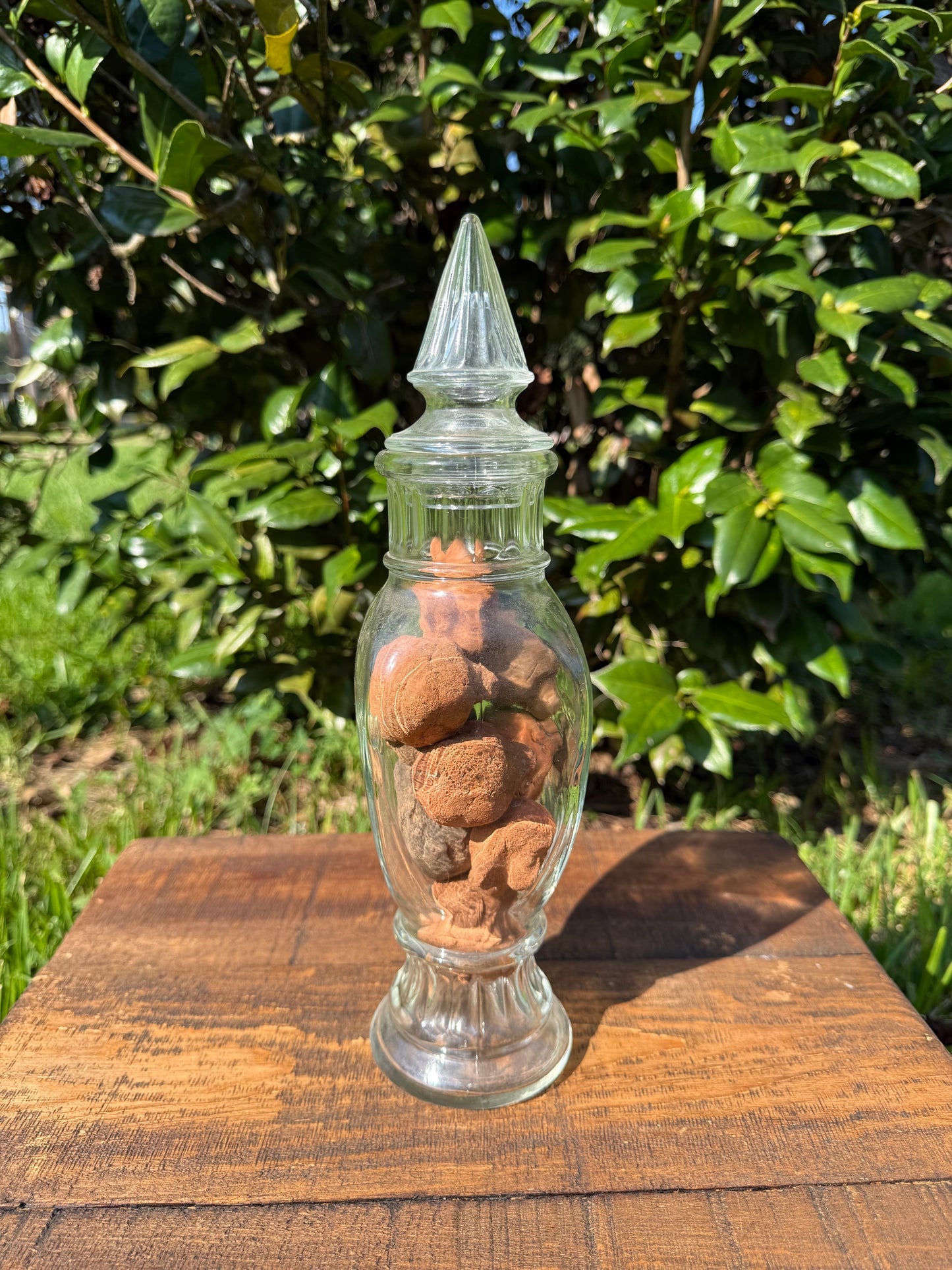 Glass Apothecary Jar with Late 19th Century Grand Tour Terracotta Busts