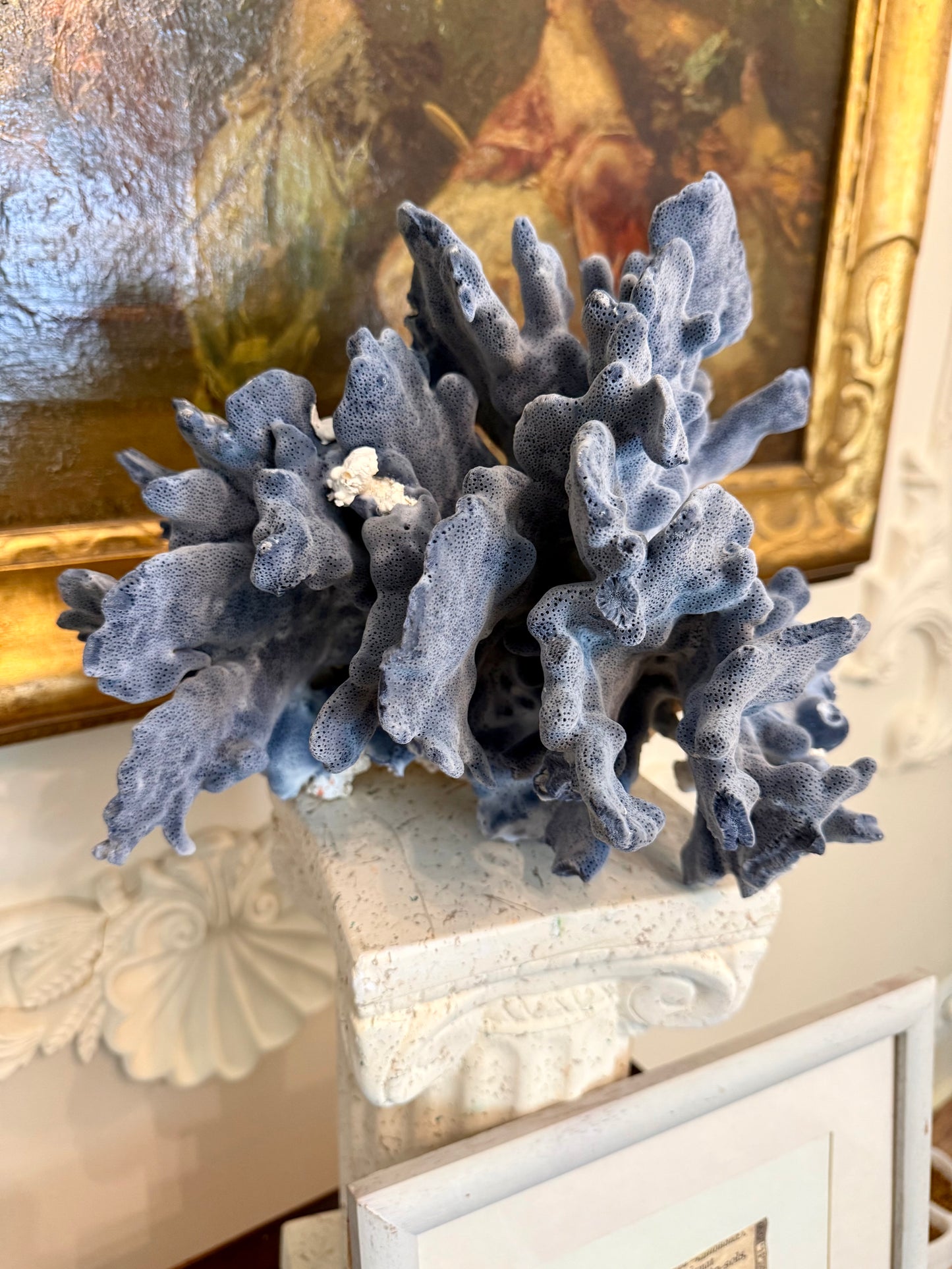 Large Blue Coral Skeleton, Heliopora coerulea