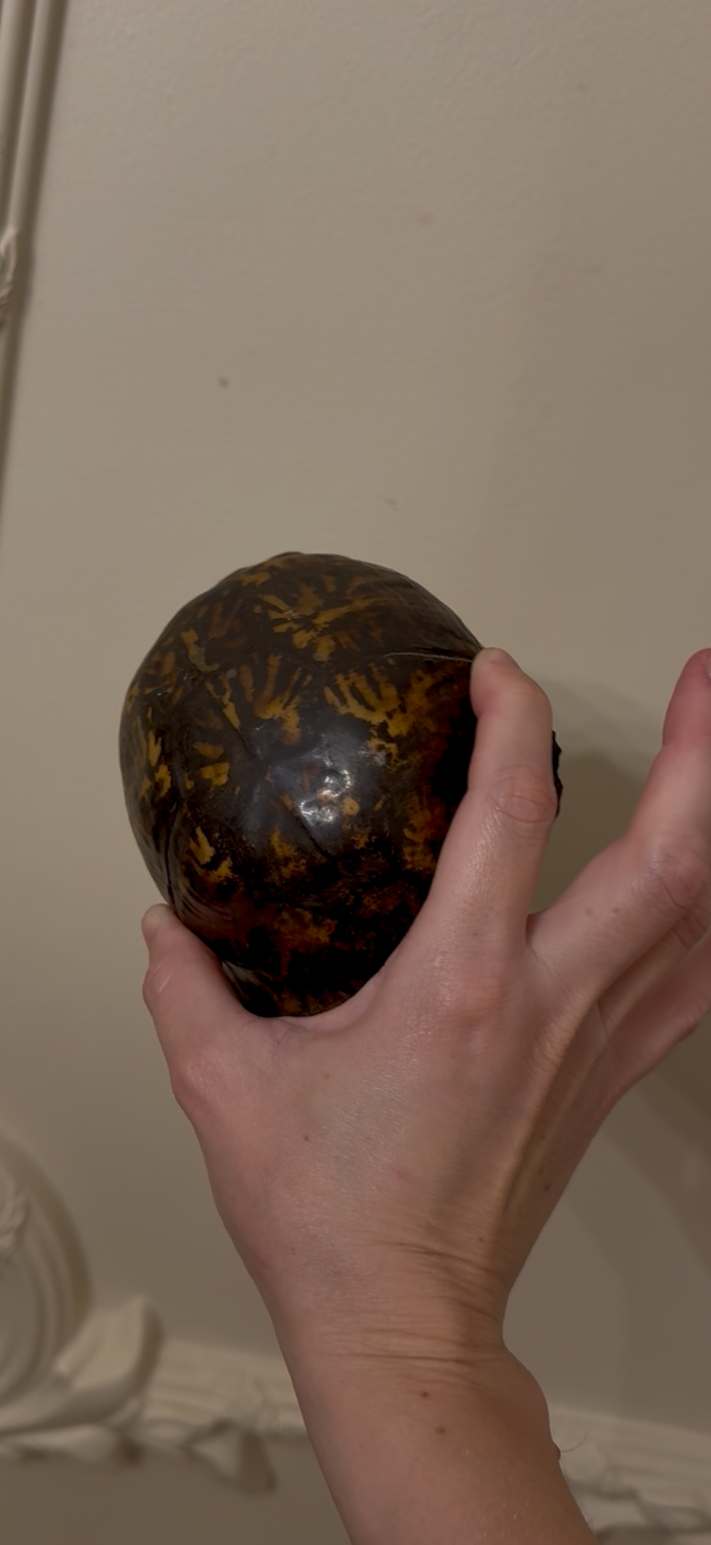 Vintage Turtle Shell Natural History Specimen