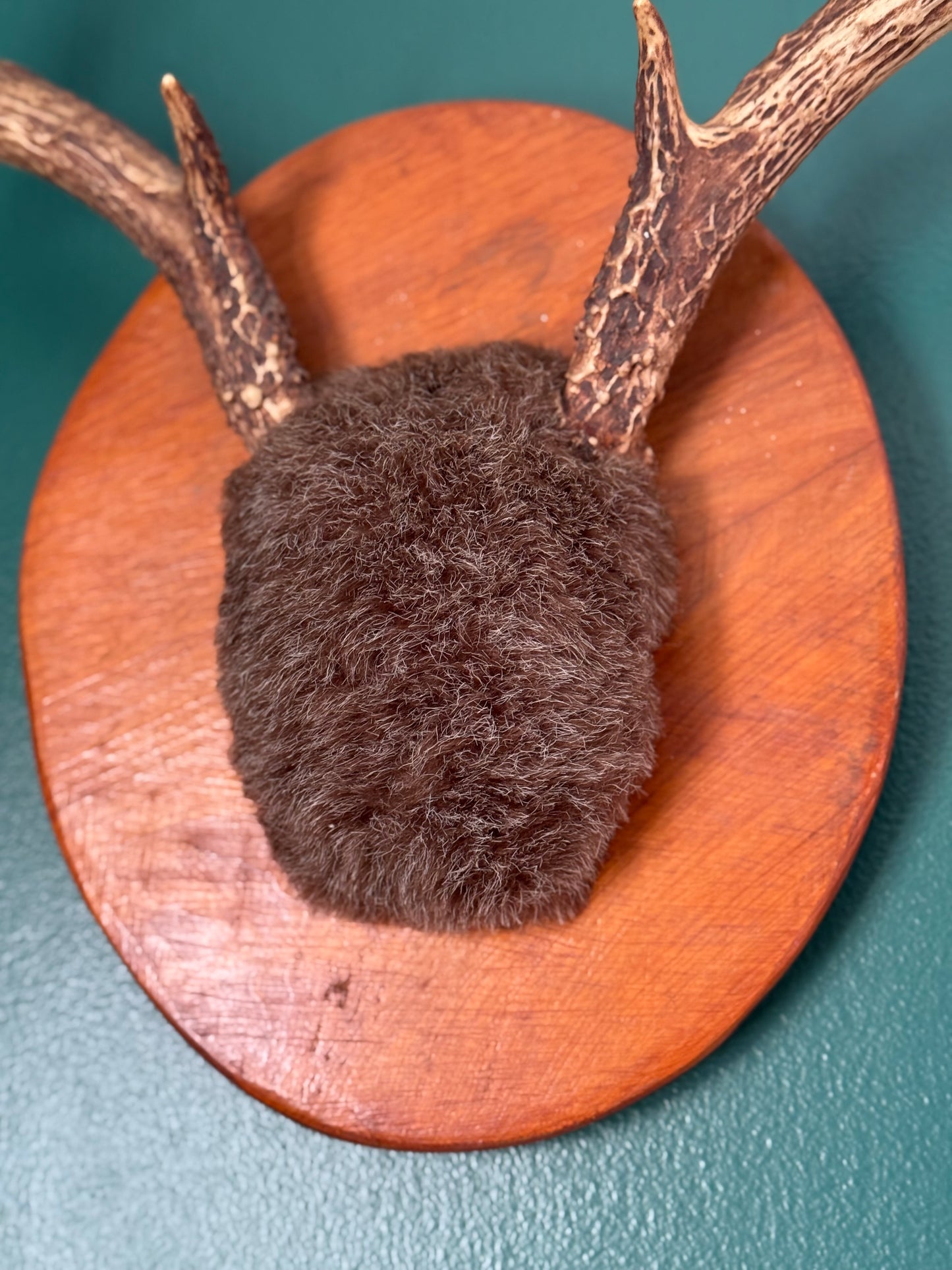 Vintage Deer Antler Wall Mount on Wood Plaque