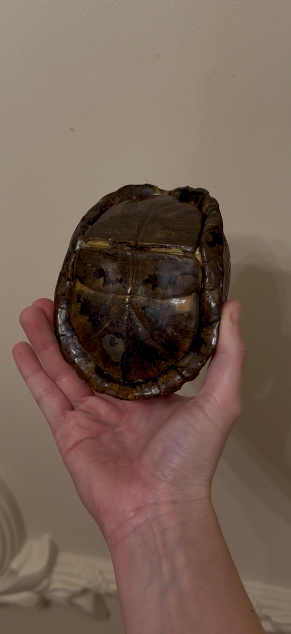 Vintage Turtle Shell Natural History Specimen