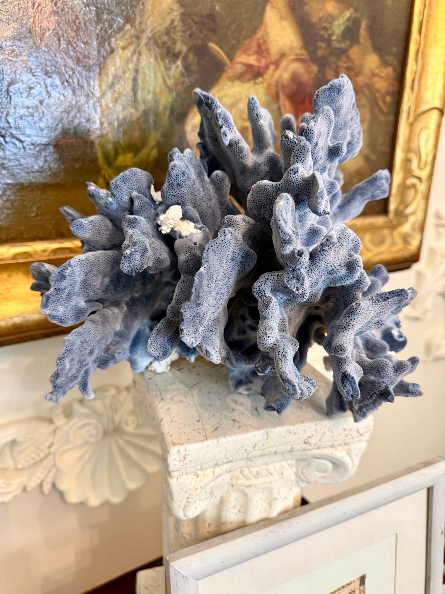 Large Blue Coral Skeleton, Heliopora coerulea