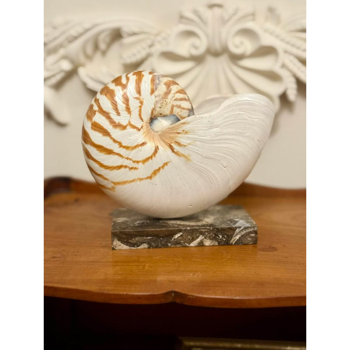 Vintage Real Chambered Nautilus Shell on Marble Base Natural History Specimen