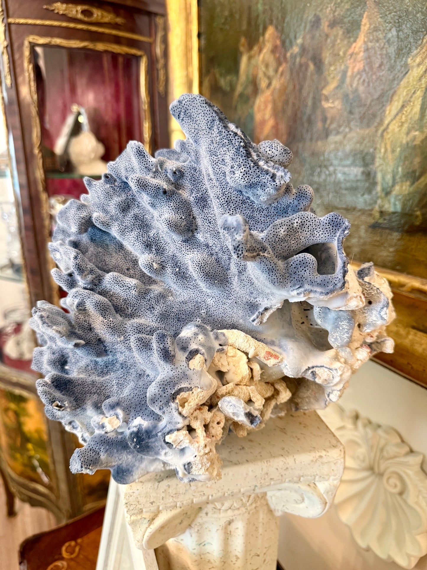 Large Blue Coral Skeleton, Heliopora coerulea