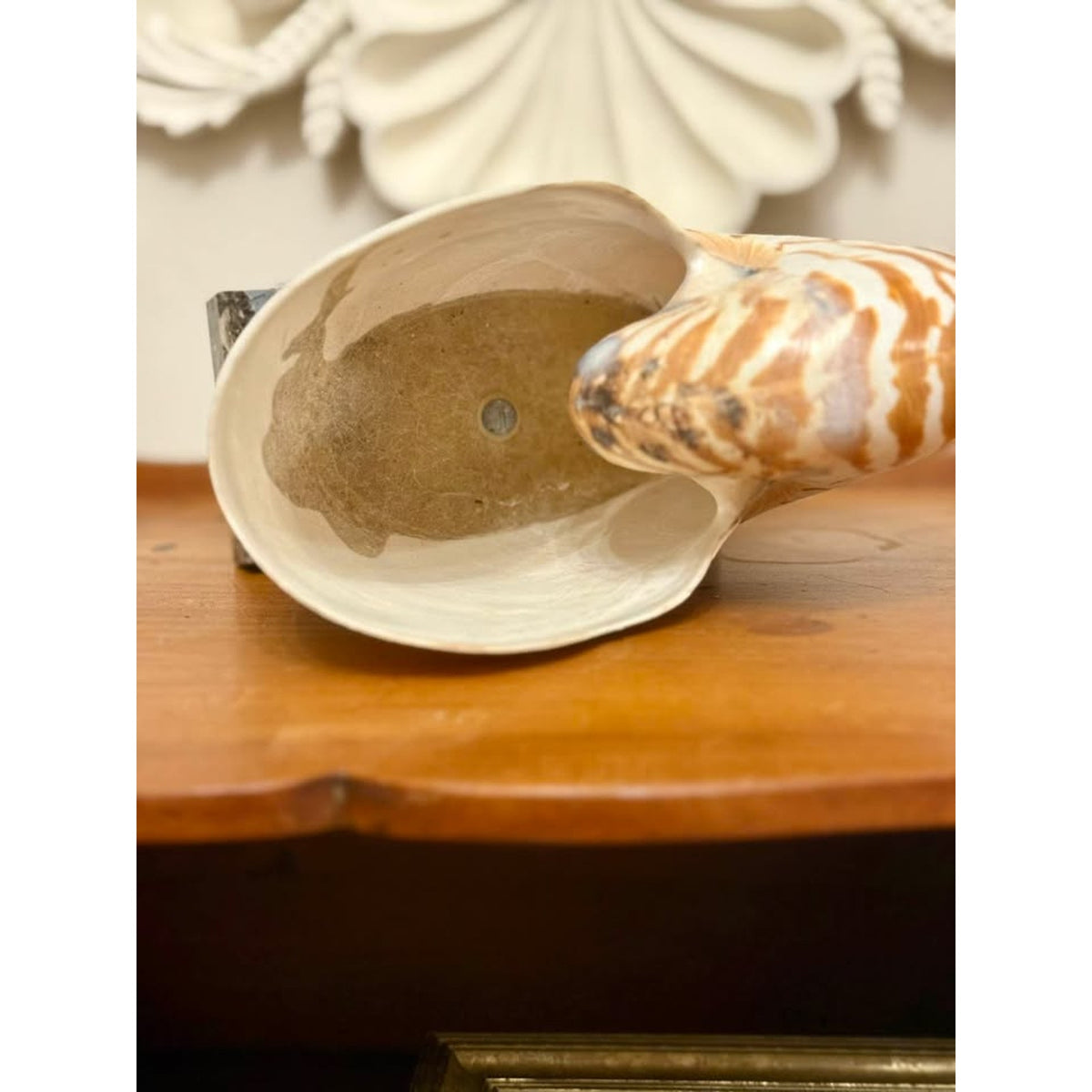 Vintage Real Chambered Nautilus Shell on Marble Base Natural History Specimen