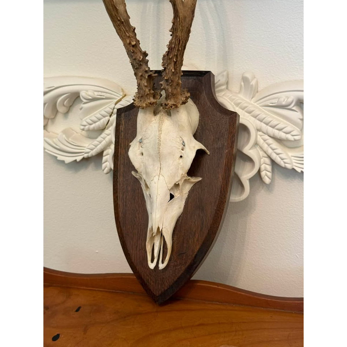 Vintage European Roe Deer Skull & Antler Trophy Mount on Wood Plaque