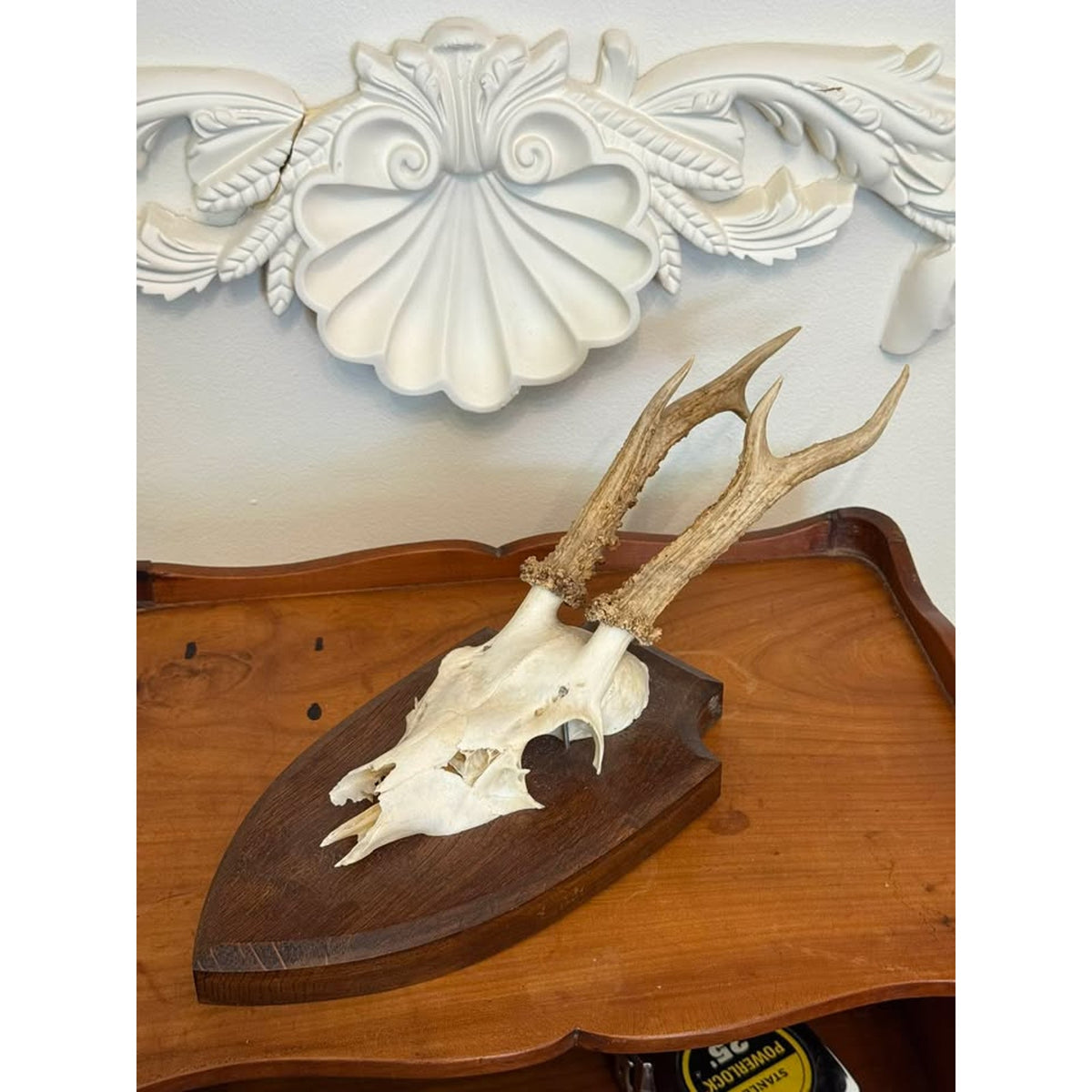 Vintage European Roe Deer Skull & Antler Trophy Mount on Wood Plaque