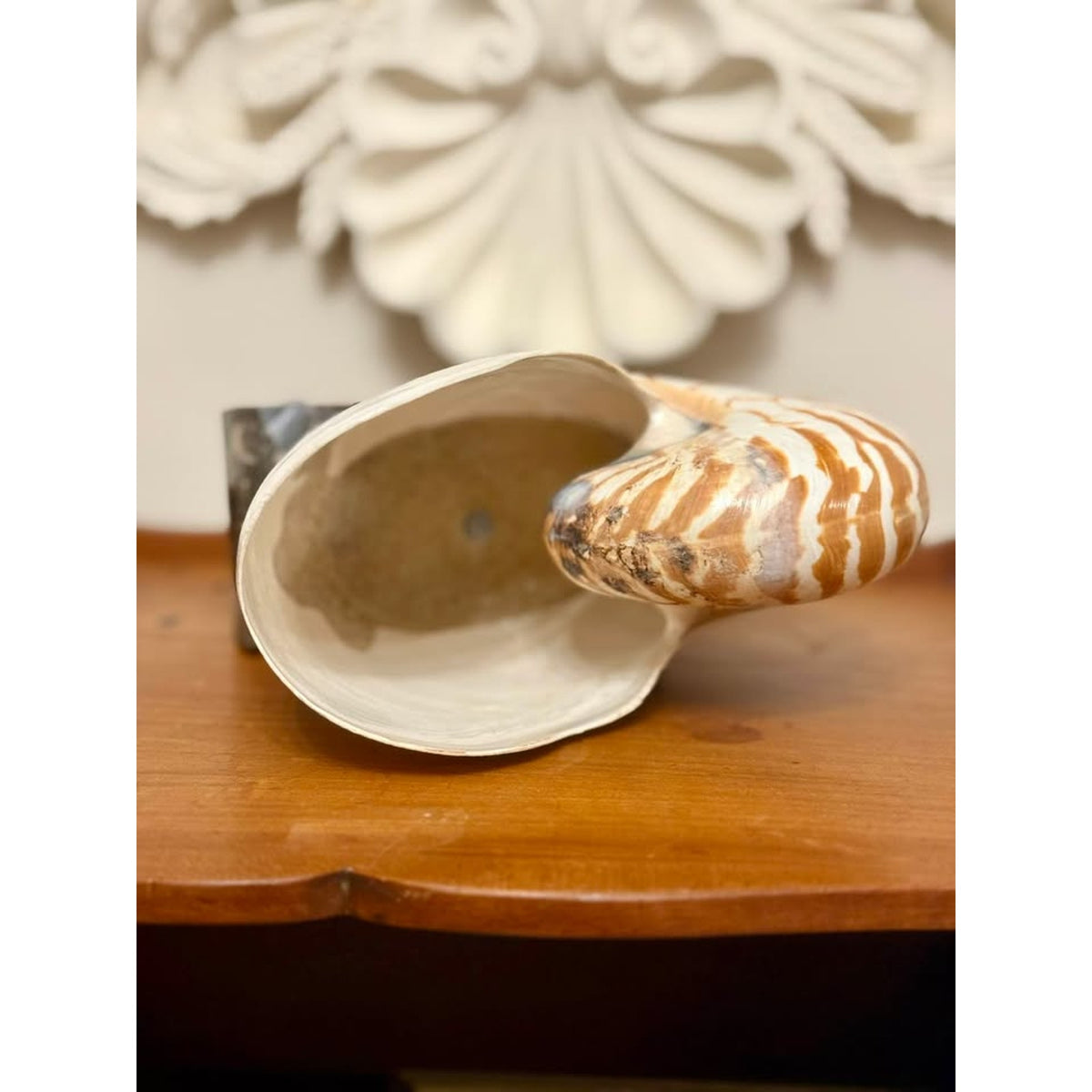 Vintage Real Chambered Nautilus Shell on Marble Base Natural History Specimen