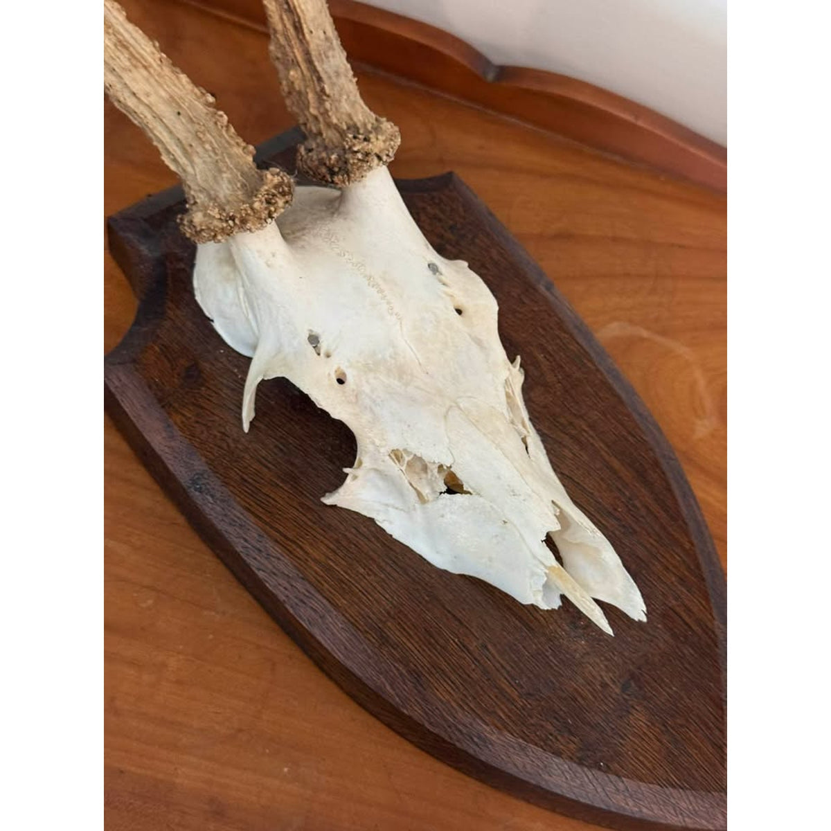 Vintage European Roe Deer Skull & Antler Trophy Mount on Wood Plaque