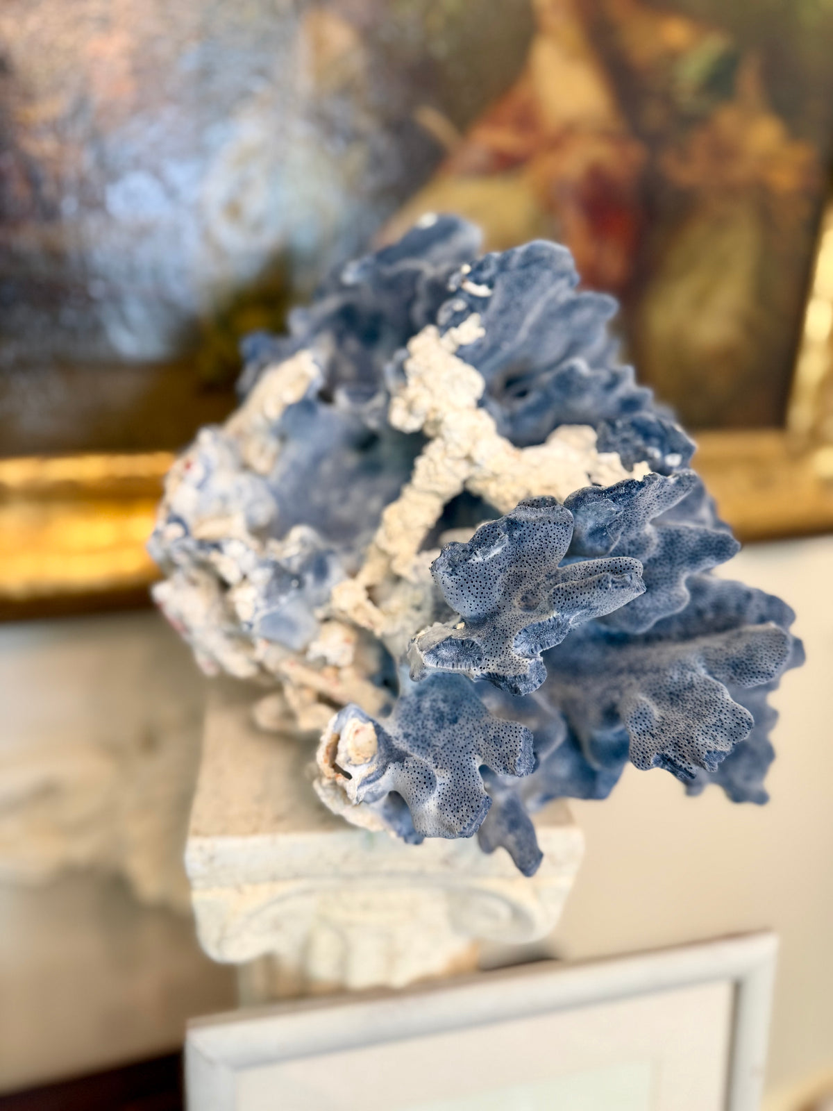 Large Blue Coral Skeleton, Heliopora coerulea