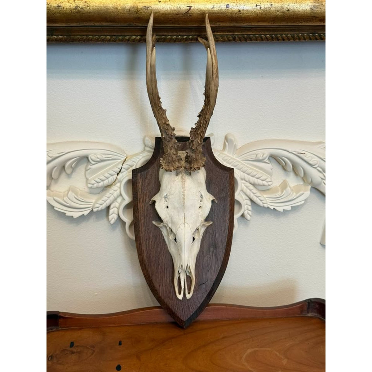 Vintage European Roe Deer Skull & Antler Trophy Mount on Wood Plaque
