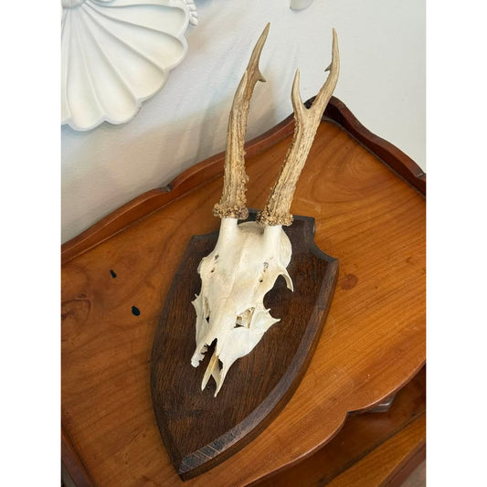 Vintage European Roe Deer Skull & Antler Trophy Mount on Wood Plaque