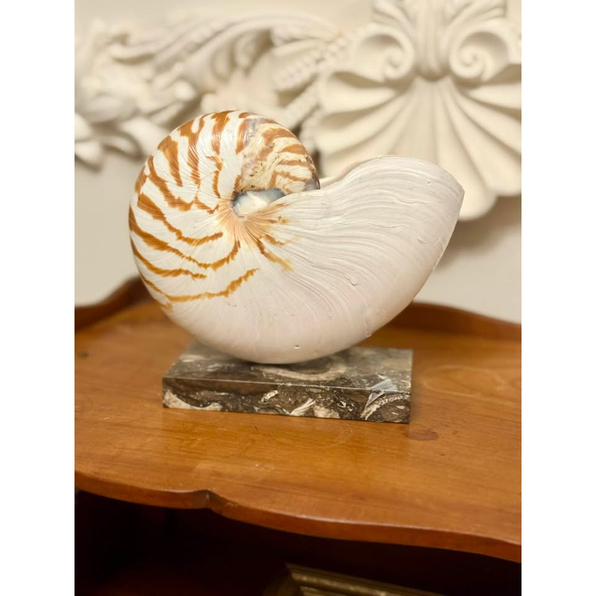 Vintage Real Chambered Nautilus Shell on Marble Base Natural History Specimen