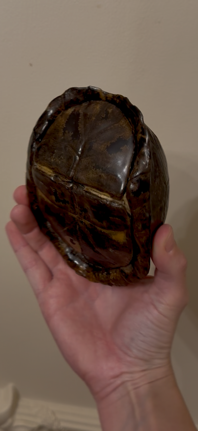 Vintage Turtle Shell Natural History Specimen