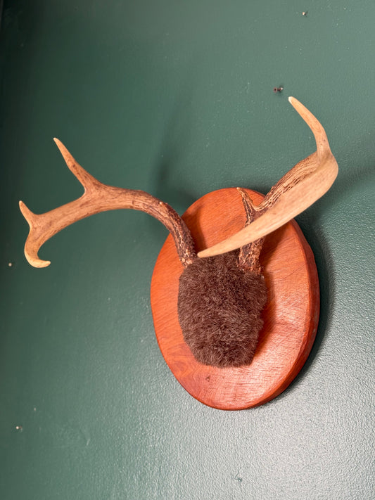 Vintage Deer Antler Wall Mount on Wood Plaque