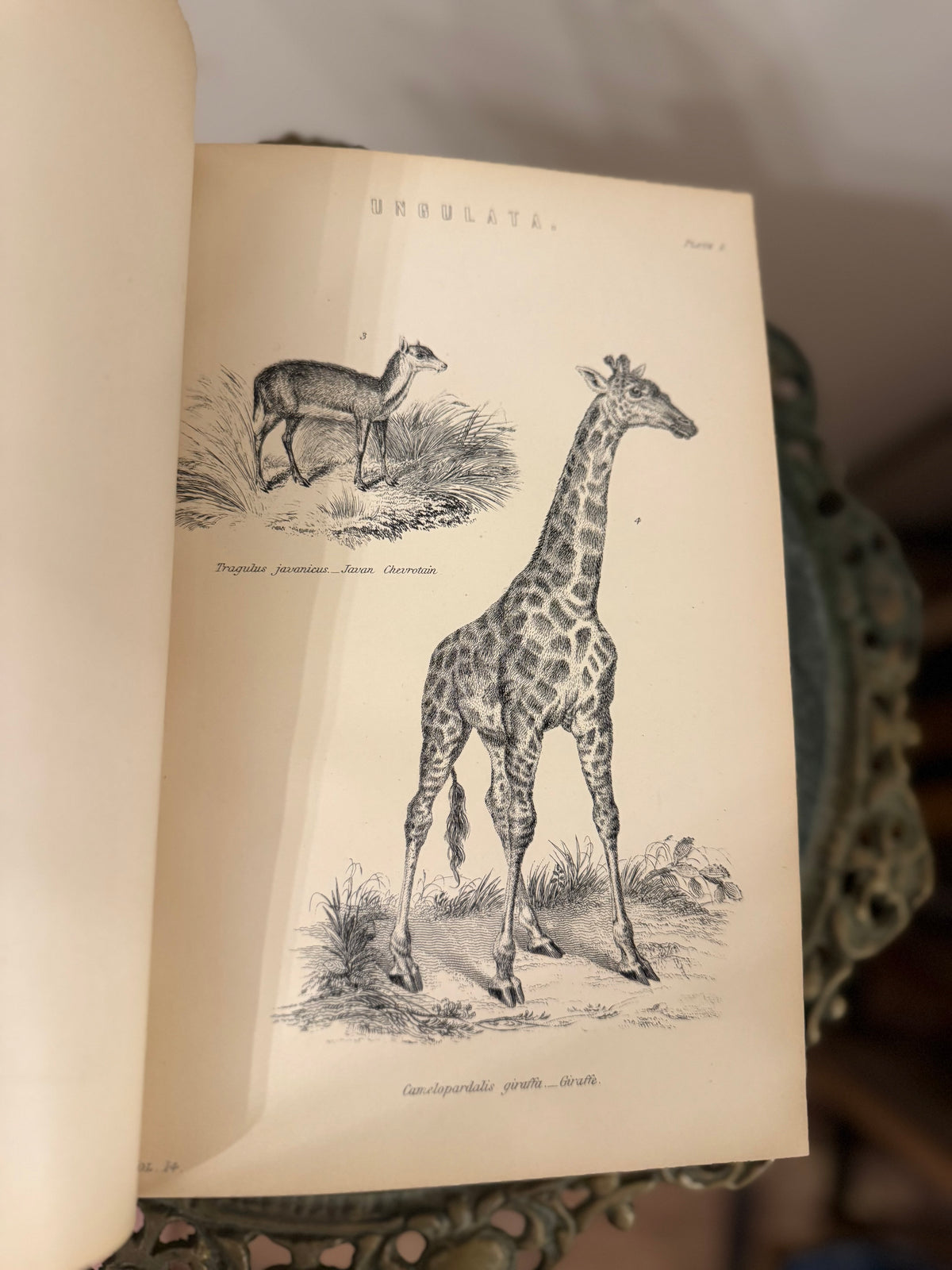 19th Century National Encyclopædia Decorative Book