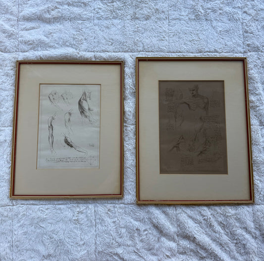 Pair of 19th-Century Anatomical Engravings After Leonardo da Vinci – Royal Collection Plates (Framed)