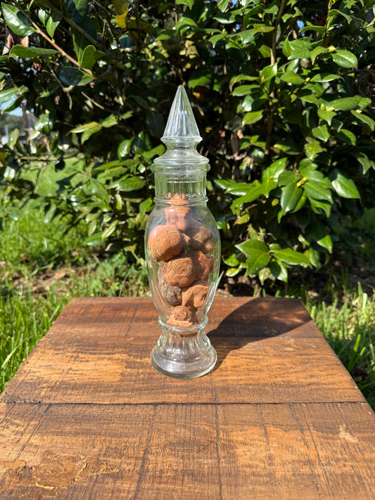 Glass Apothecary Jar with Late 19th Century Grand Tour Terracotta Busts
