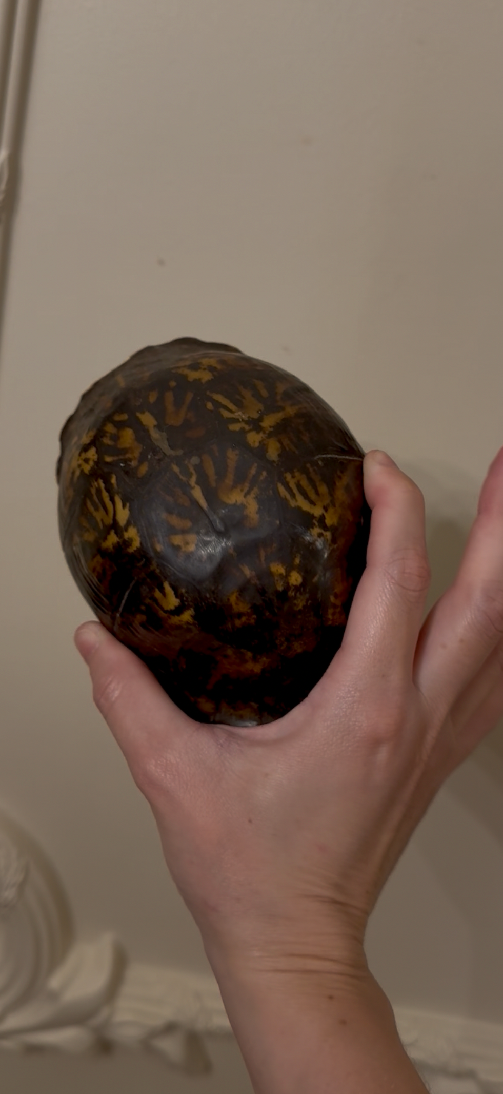 Vintage Turtle Shell Natural History Specimen