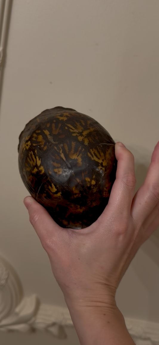 Vintage Turtle Shell Natural History Specimen
