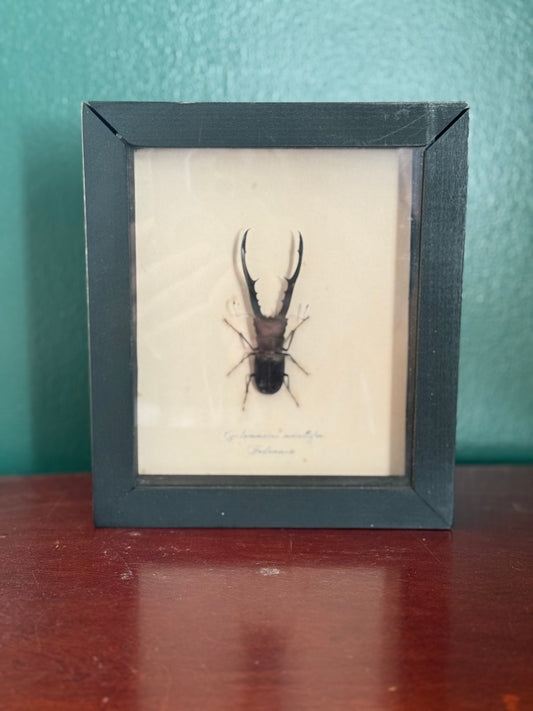 Mounted Stag Beetle Specimen in Frame, Cyclommatus metallifer, Indonesia
