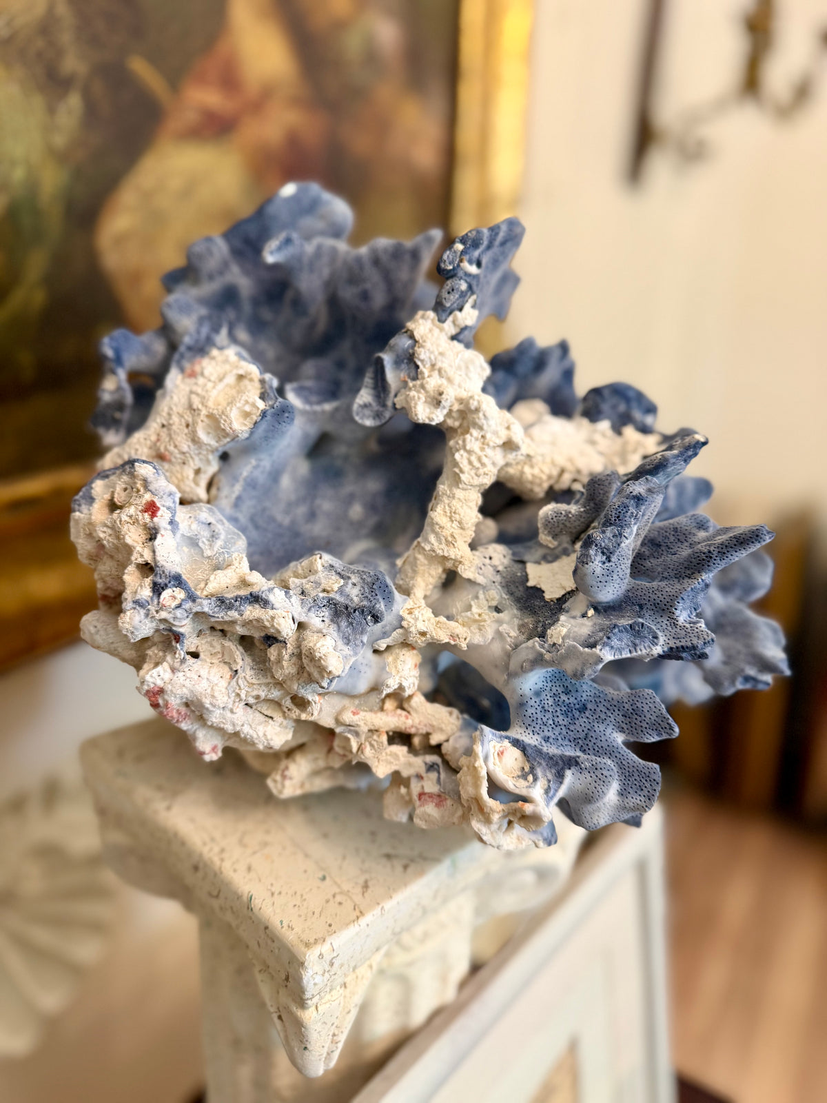 Large Blue Coral Skeleton, Heliopora coerulea