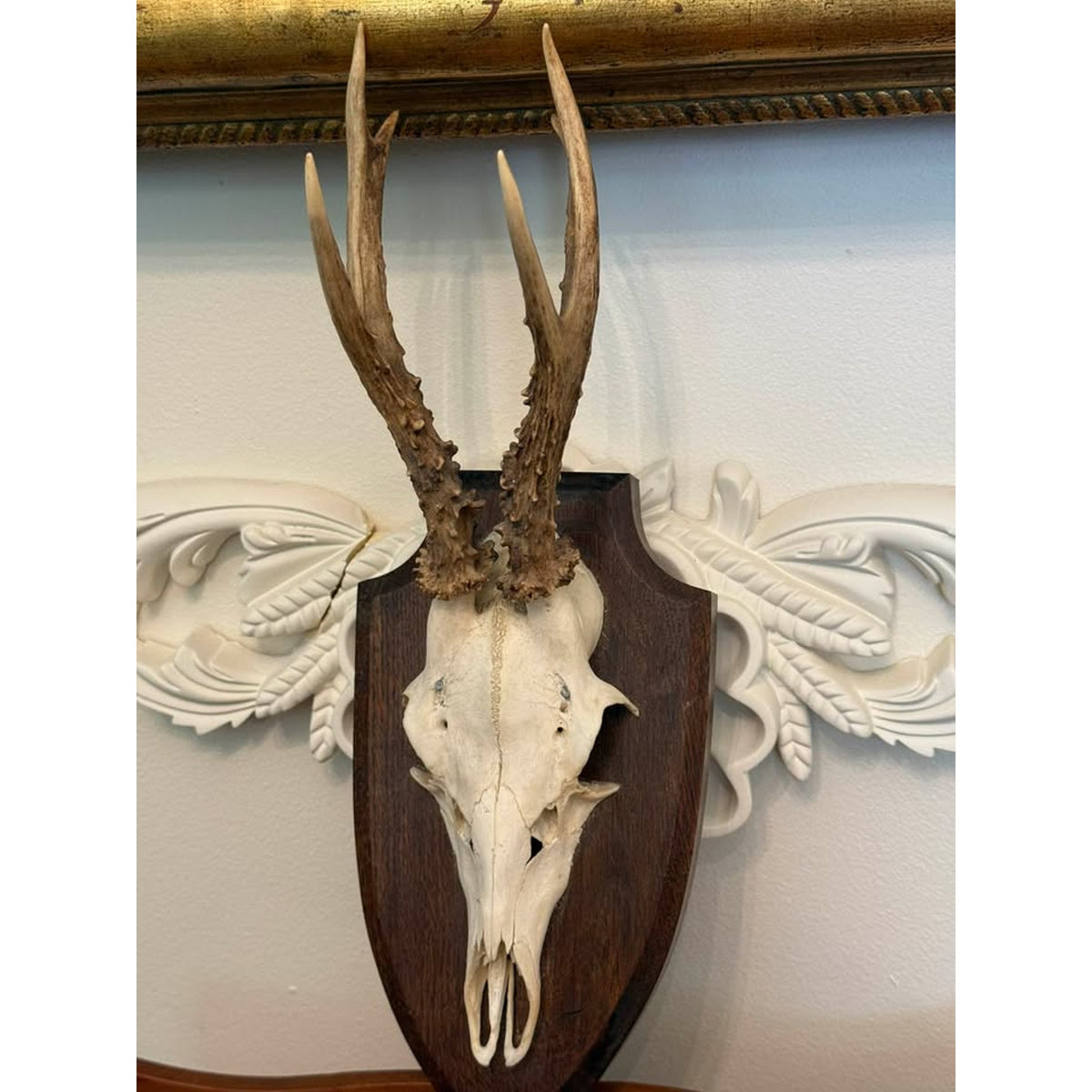 Vintage European Roe Deer Skull & Antler Trophy Mount on Wood Plaque