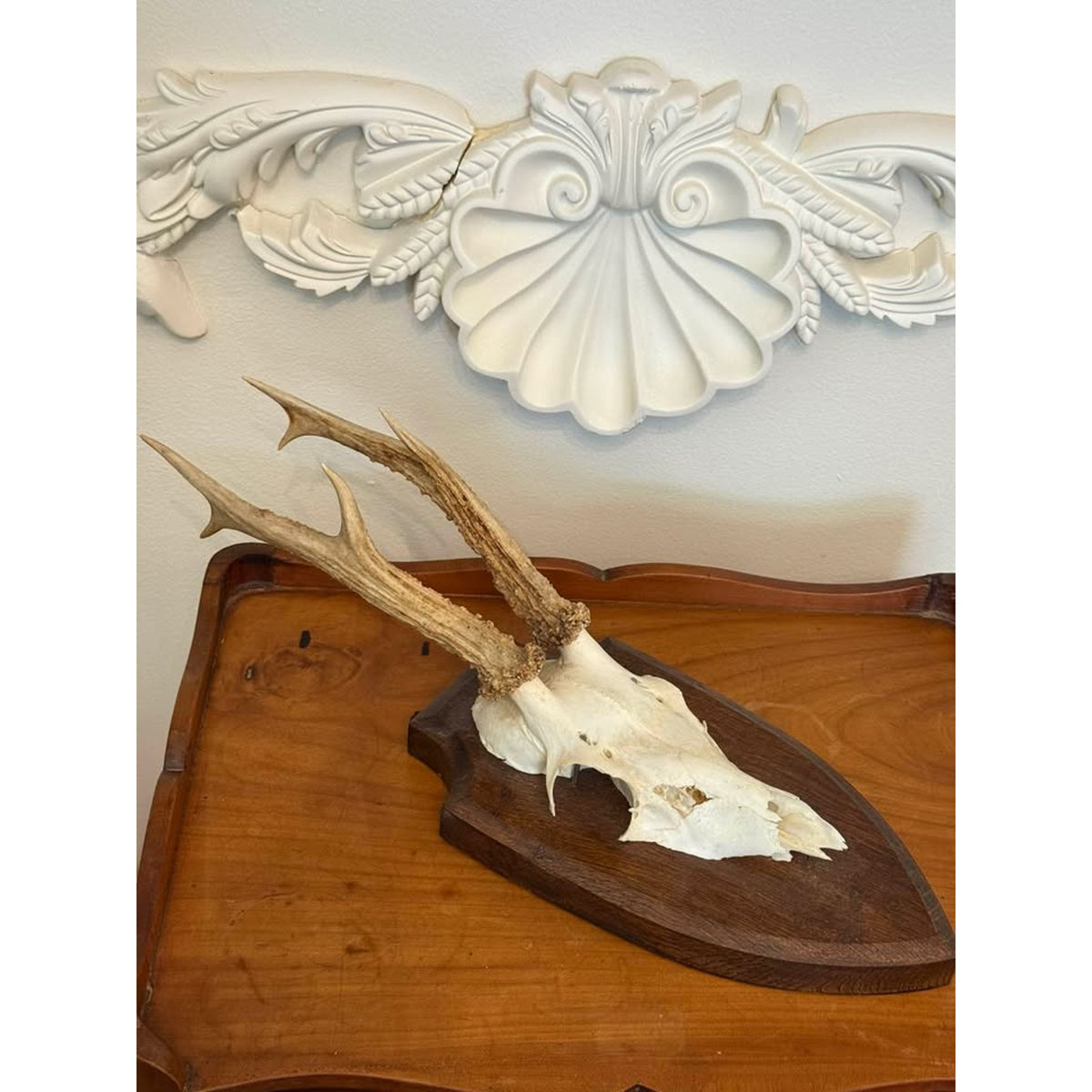 Vintage European Roe Deer Skull & Antler Trophy Mount on Wood Plaque