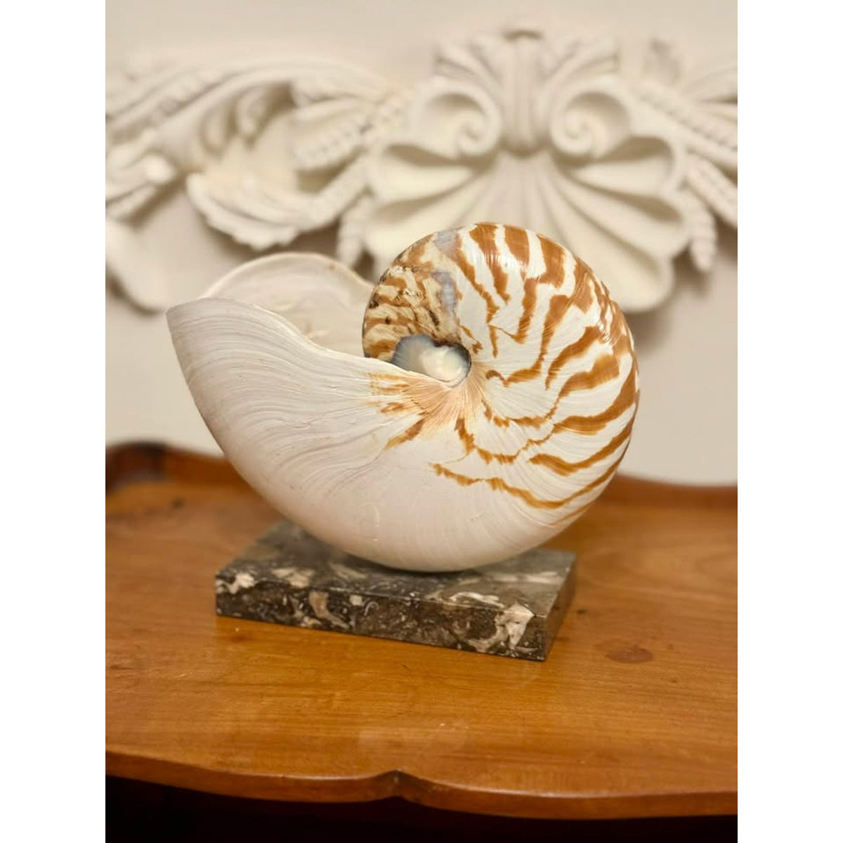 Vintage Real Chambered Nautilus Shell on Marble Base Natural History Specimen