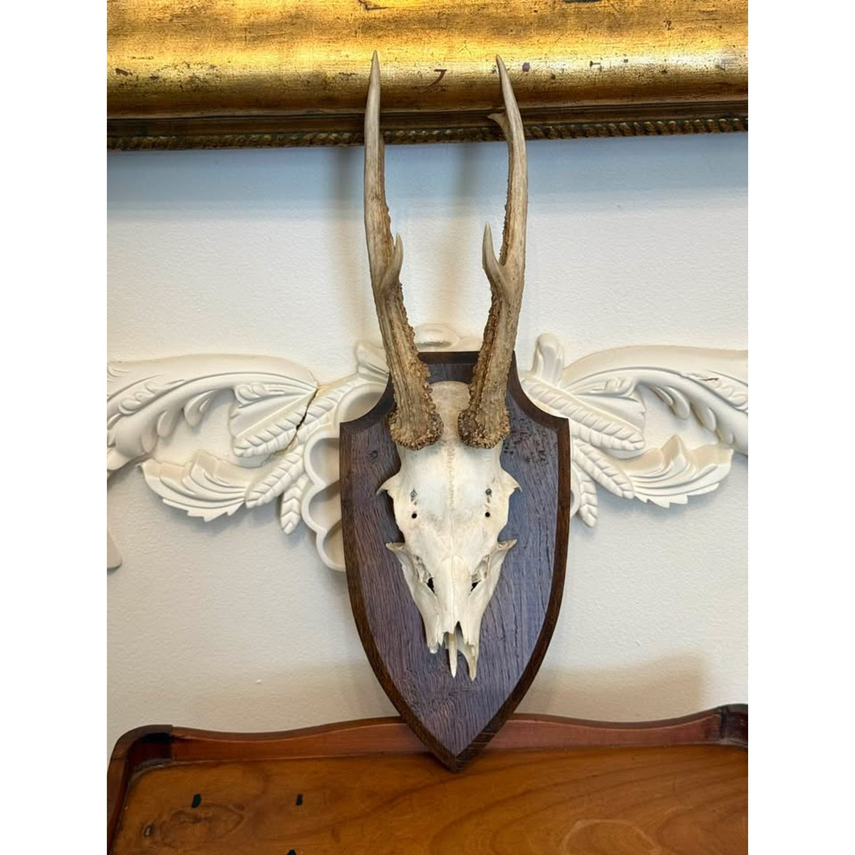 Vintage European Roe Deer Skull & Antler Trophy Mount on Wood Plaque