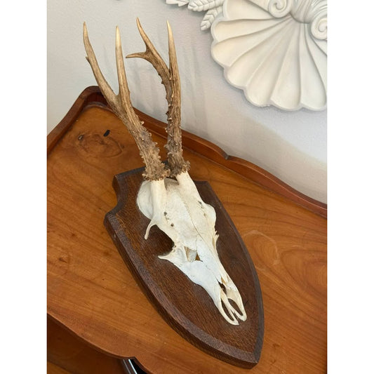 Vintage European Roe Deer Skull & Antler Trophy Mount on Wood Plaque